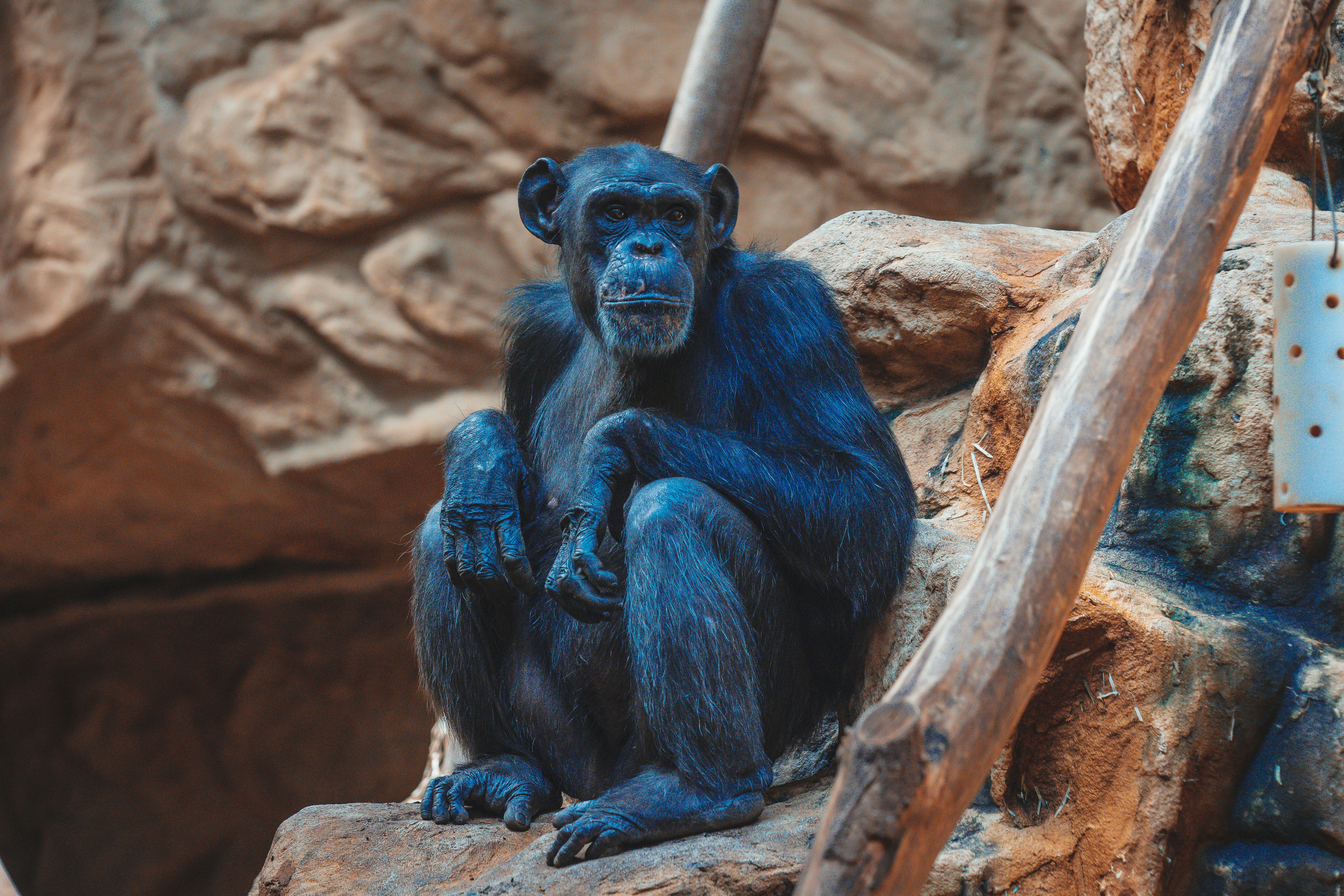 Blue Monkey on Kilimanjaro
