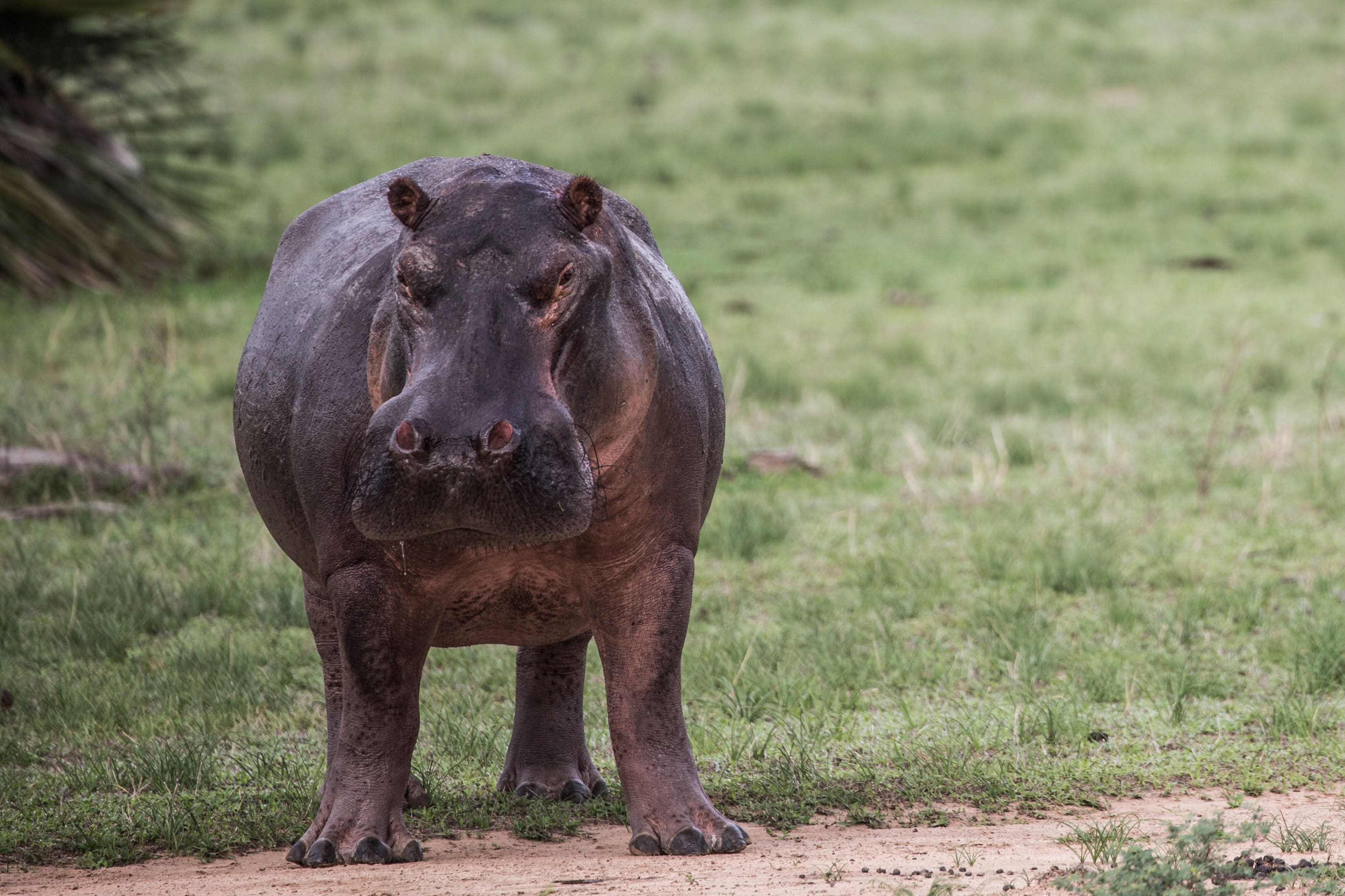 Hippo in Selous