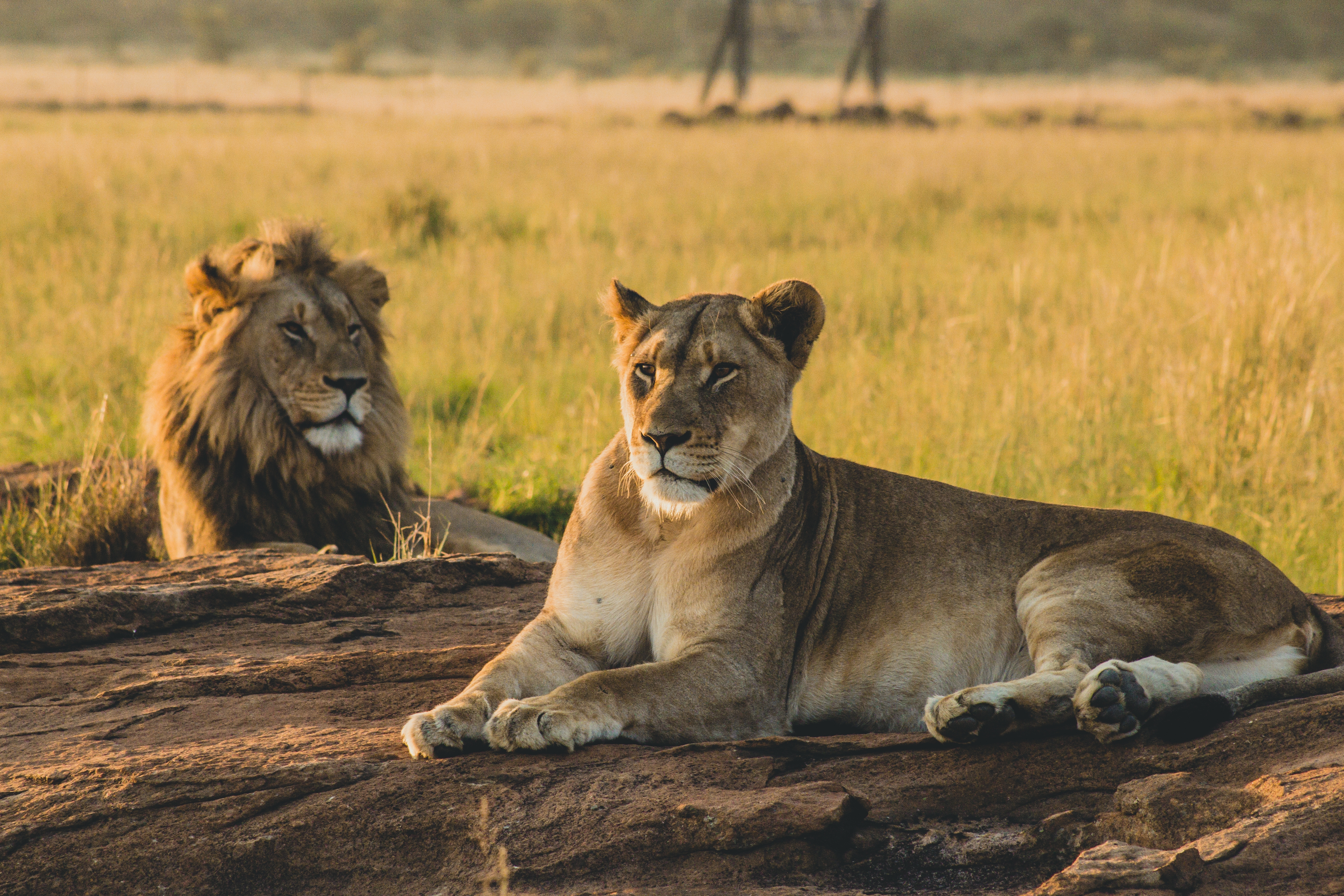 Luxury Serengeti & Crater Tanzania safari itinerary