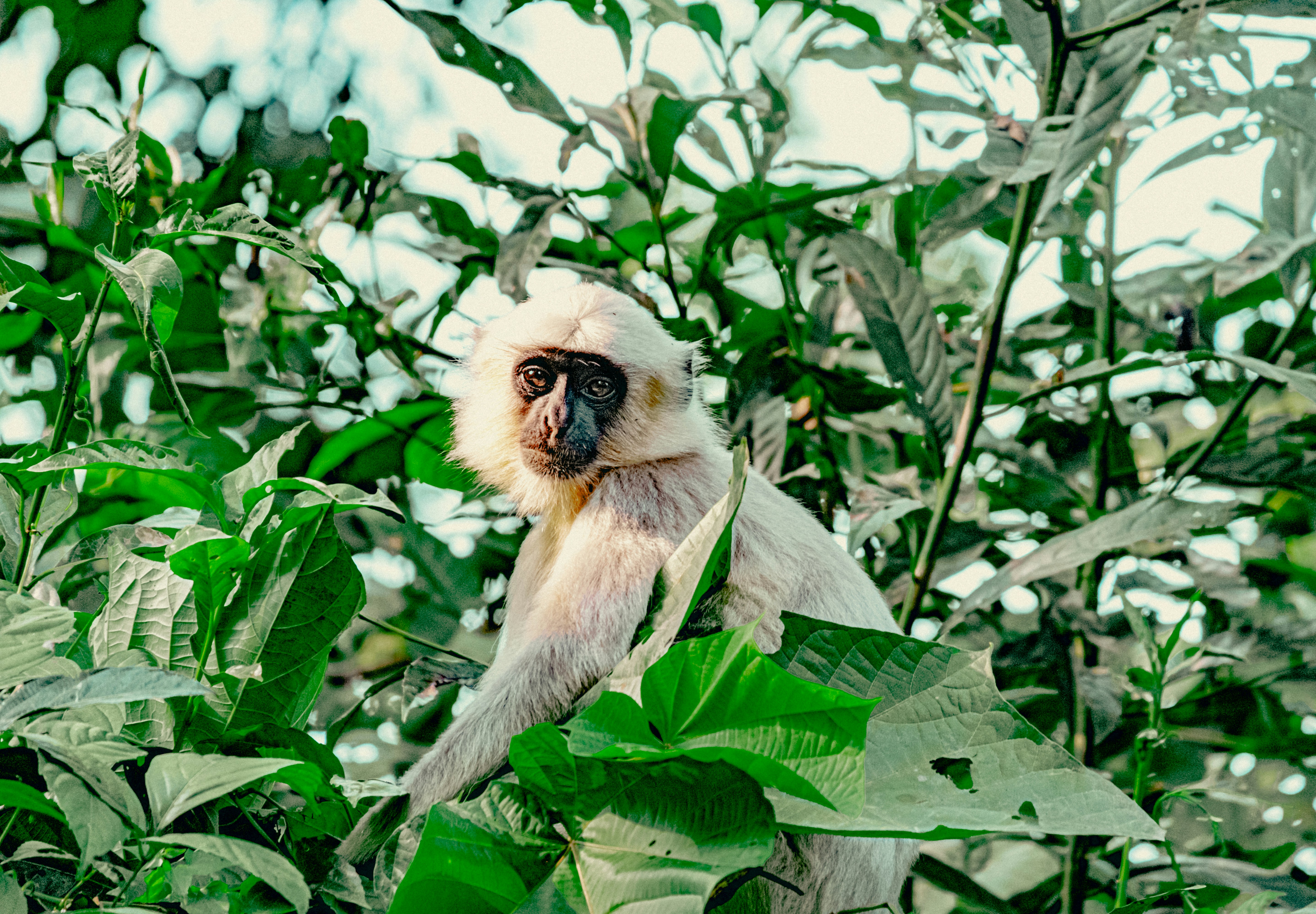 Giant Groundsel on Kilimanjaro
