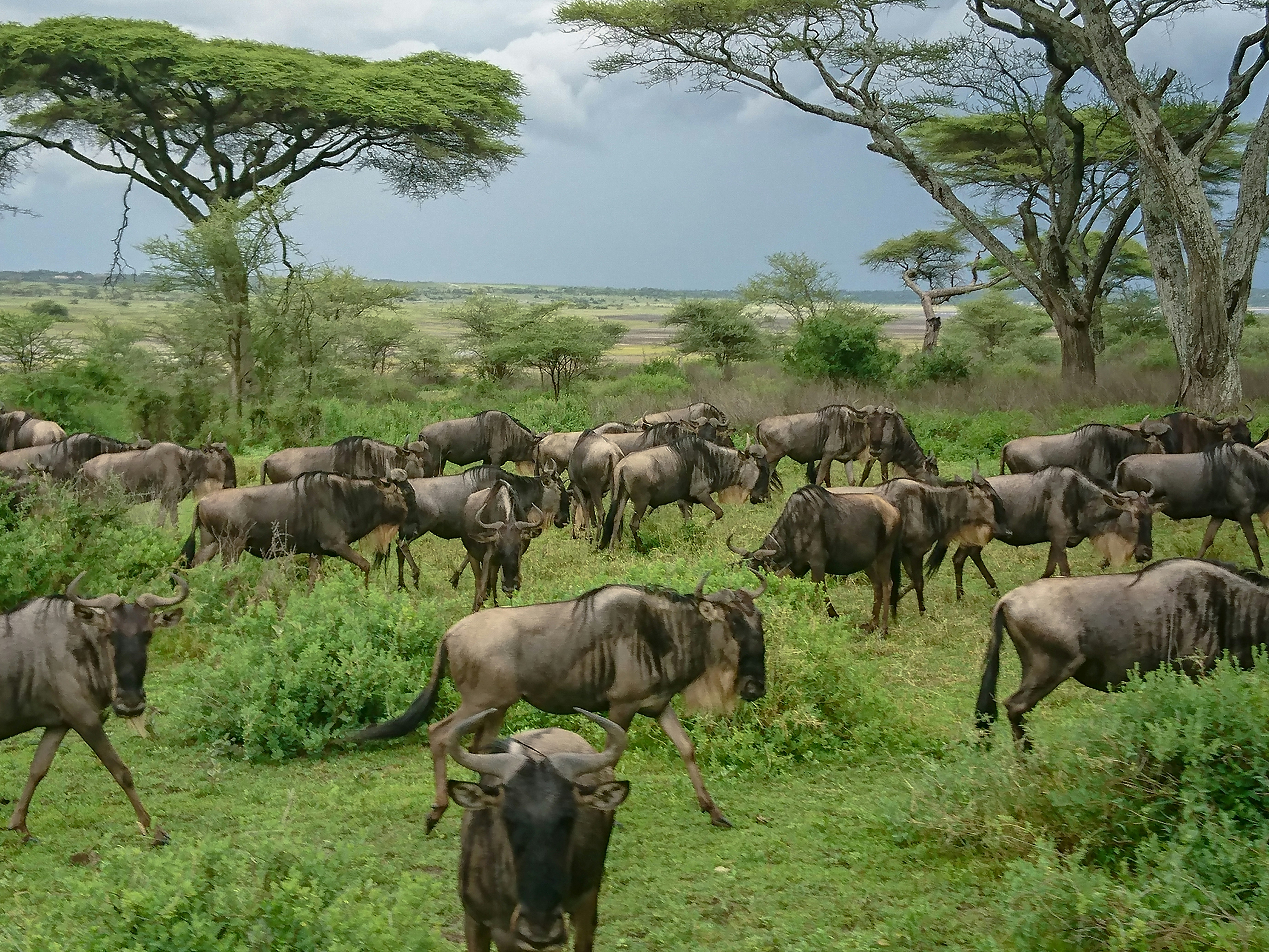 Wildebeest migration
