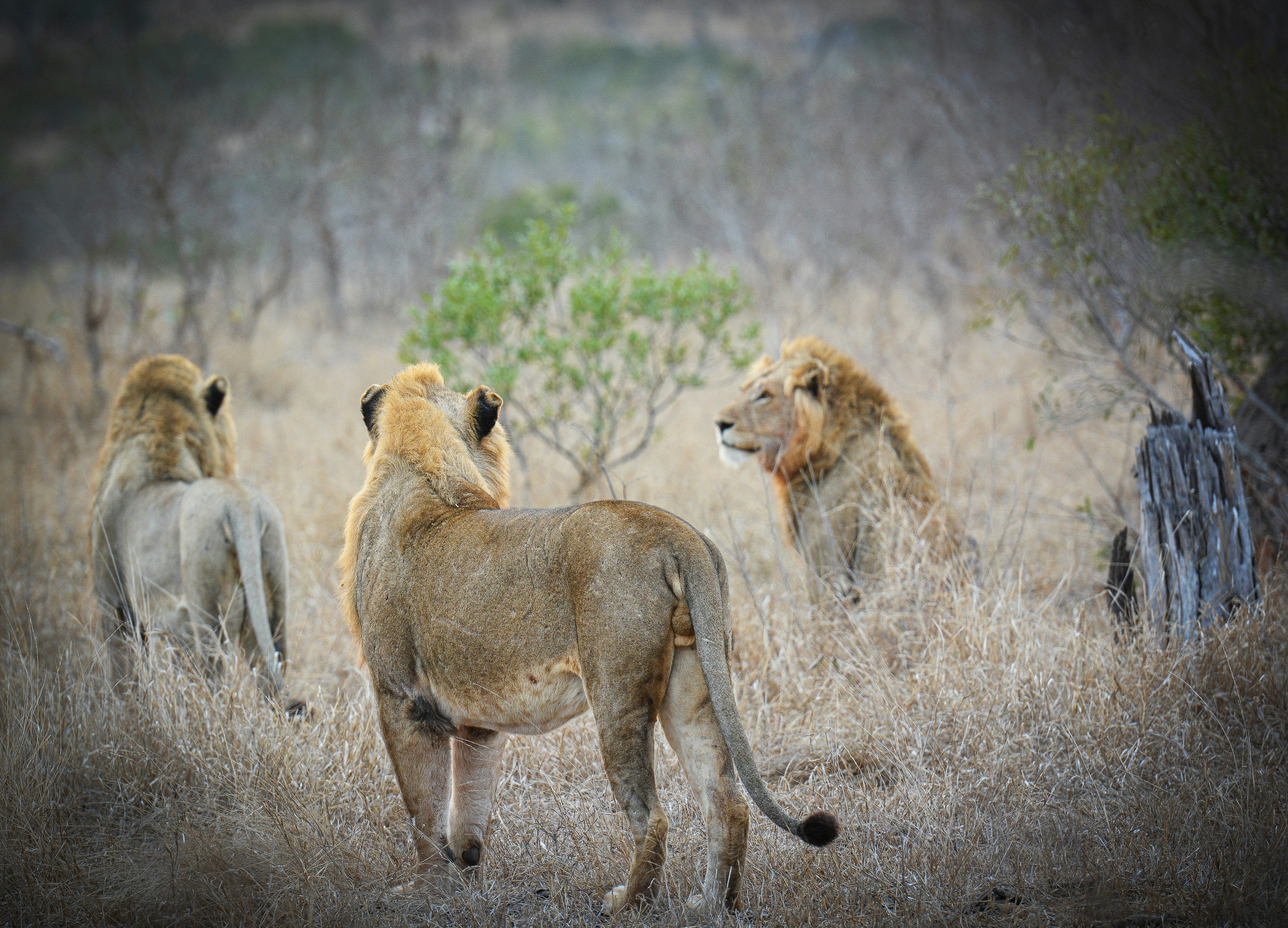 Tree-climbing lions